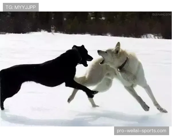 刘洋家的狗都吃进口牛肉了，他还在场上拼命跑？